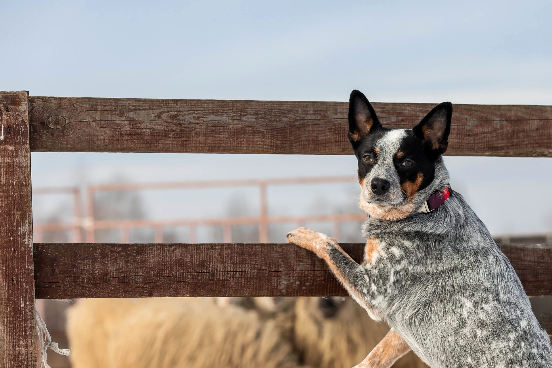 Cattle Dog learning on fence